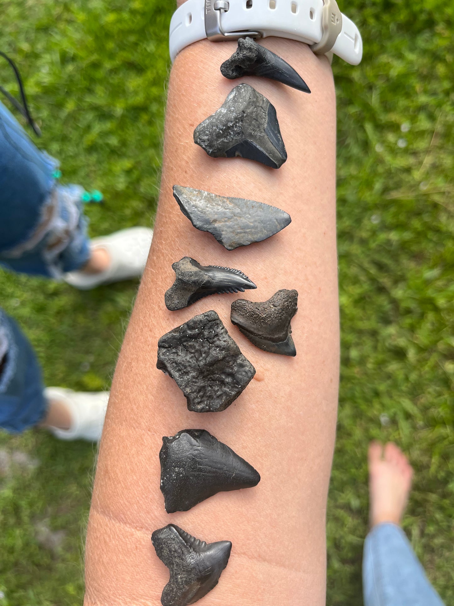 SHARK TEETH & FOSSIL DIG - FULL DAY