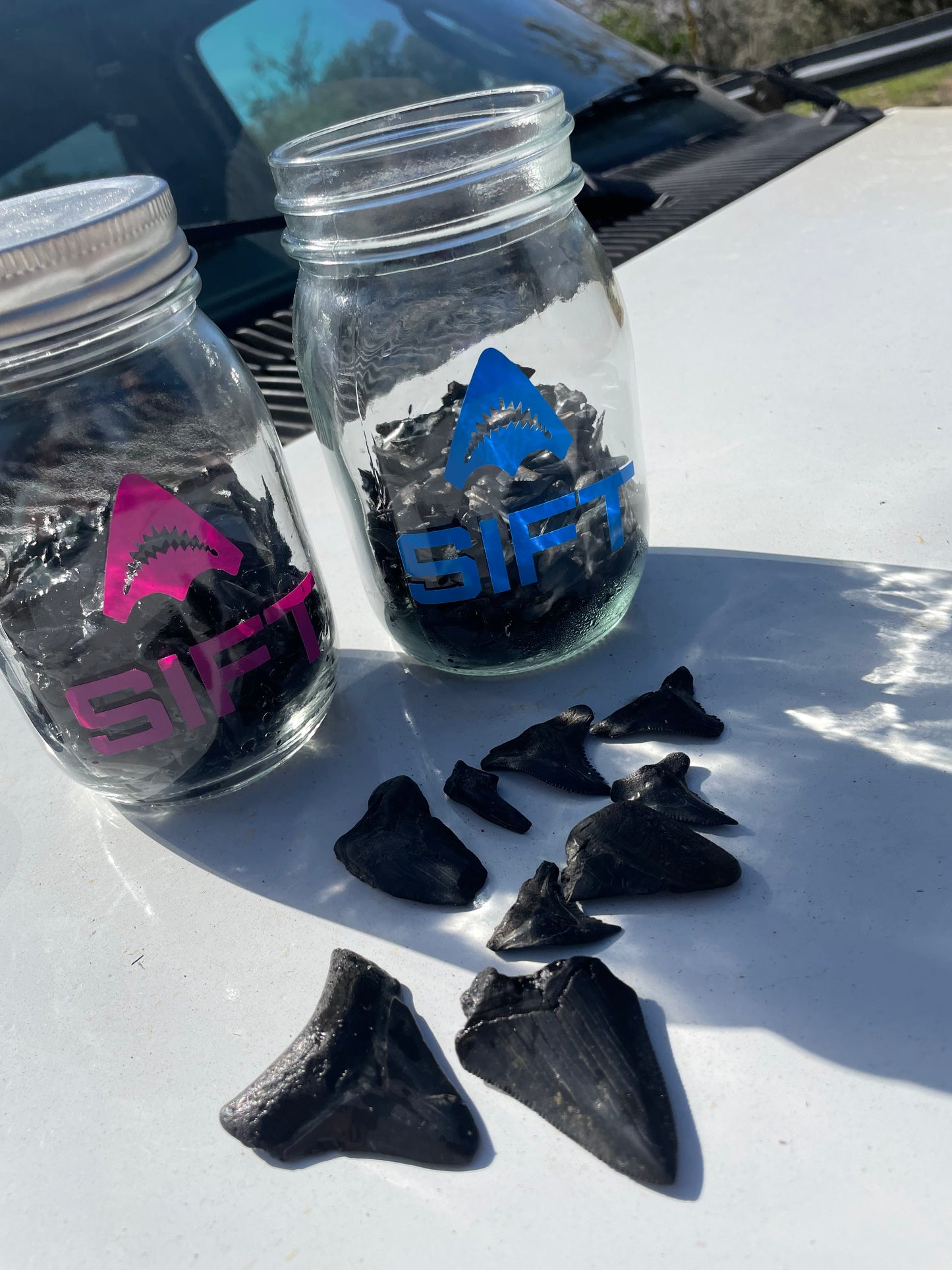 SHARK TEETH & FOSSIL DIG - FULL DAY